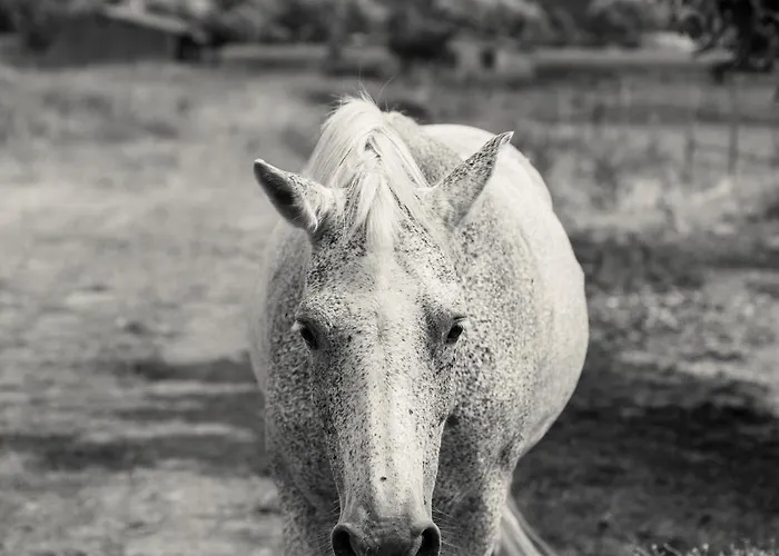 Domaine De Cremens Bed & Breakfast